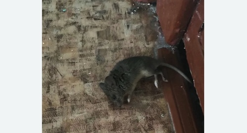 Дезинфекция от мышей в  Ивантеевке