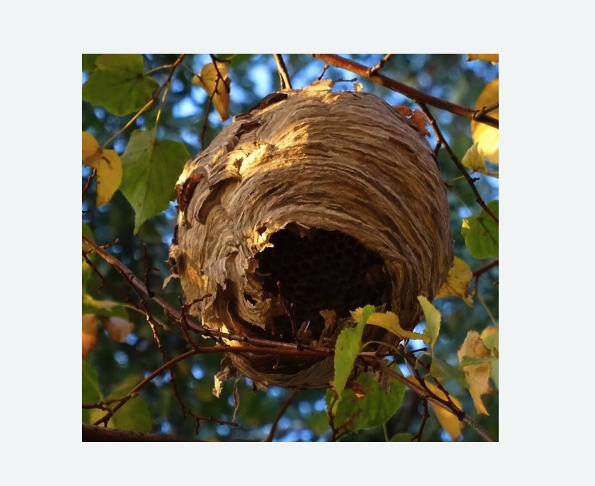 Обработка от шершней в  Ивантеевке