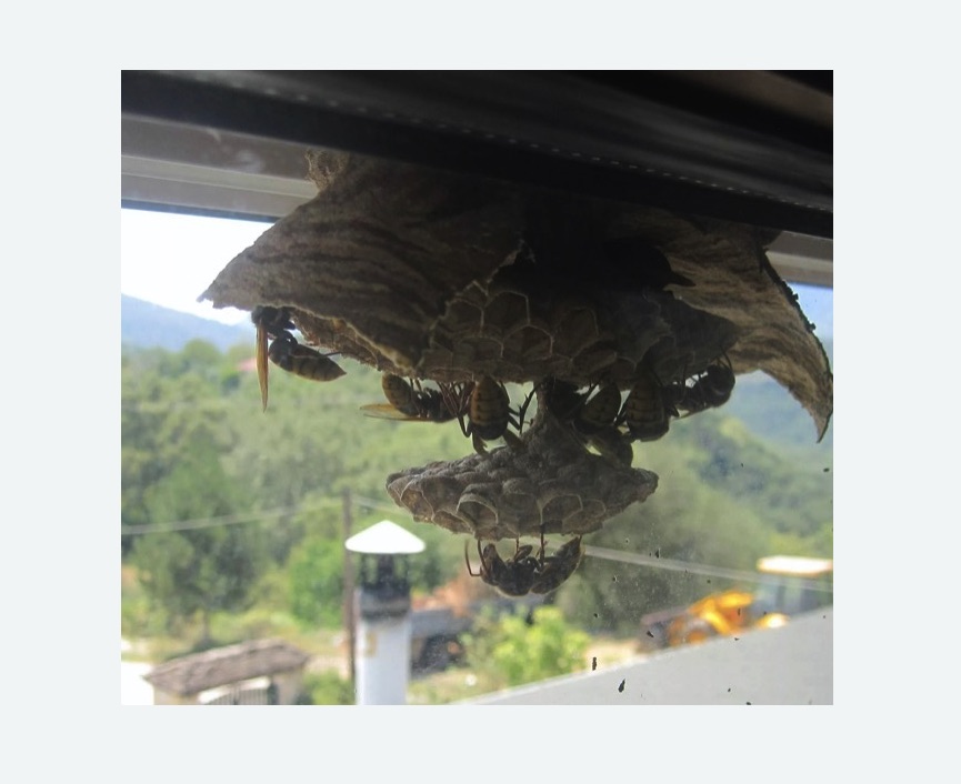 Уничтожение гнёзд шершней в  Ивантеевке