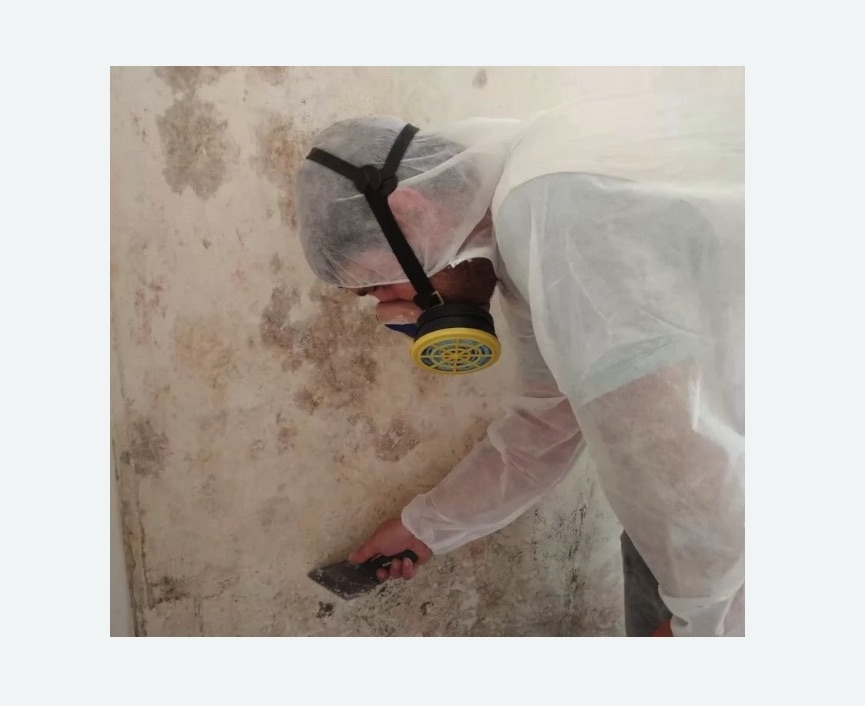 Обработка стен от плесени в  Ивантеевке